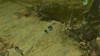 barrens3_final