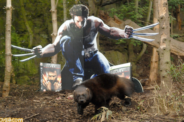 wolverine_4