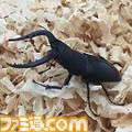 日本一ソフトウェアがクワガタをひたすら観察するニコ生放送を配信中!_02