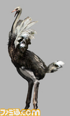 1214__ostrich_03