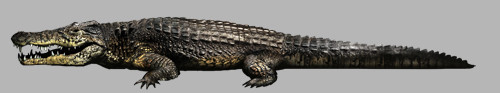 crocodile_fix
