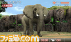 animal10