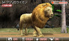 animal03