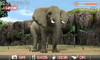 animal10