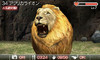 animal07