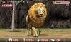 animal04