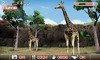animal02