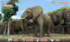 animal09