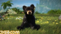 BlackBearAdoptionSitting
