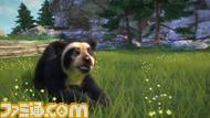 Spectacled Bear