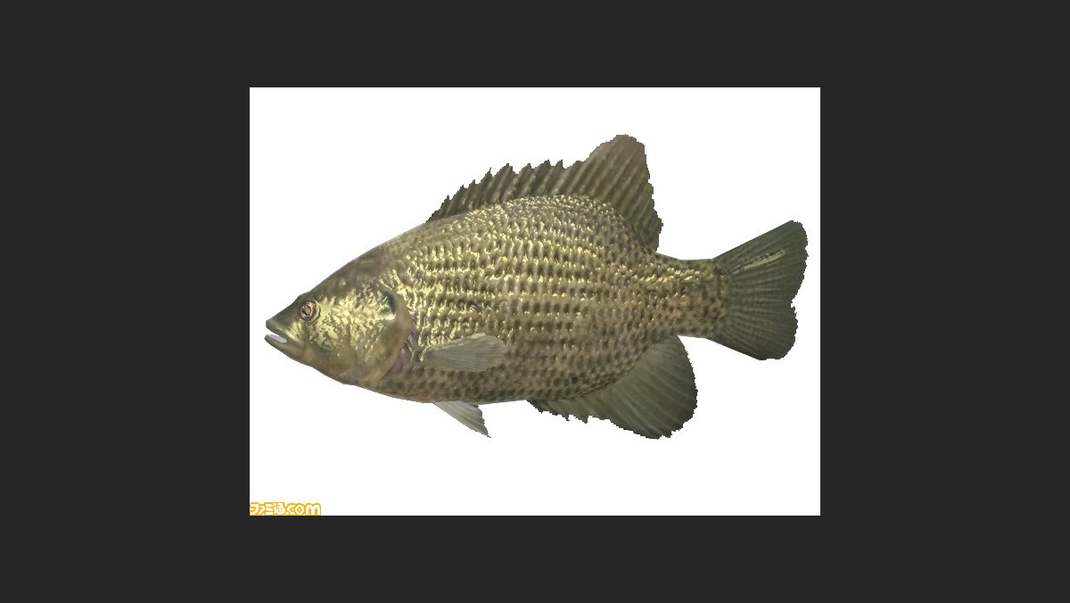 ファミリーフィッシング 第2回ネットワーク放流魚は ロックバス ファミ通 Com