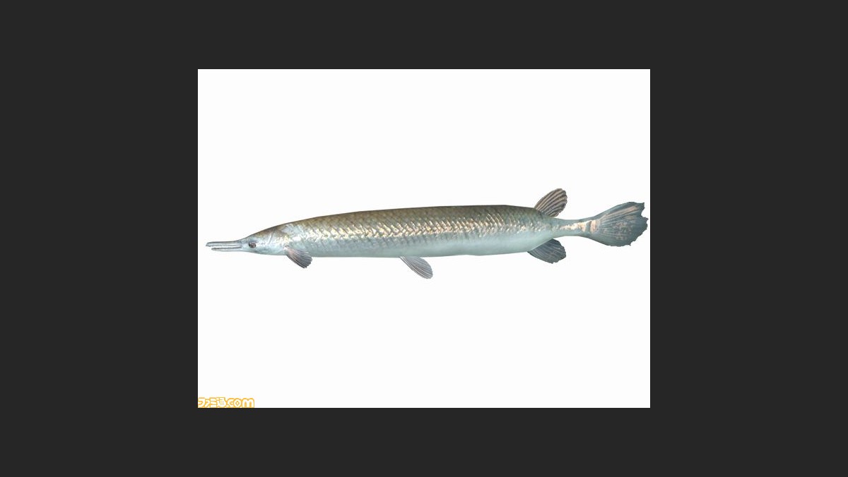 ファミリーフィッシング 第9回ネットワーク放流魚 ショートノーズガー が12年4月11日より放流 ファミ通 Com