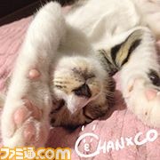 『世界樹の迷宮V』ニコ生特番への出演者が追加、プレゼントキャンペーンとカウントダウンも開始!_03