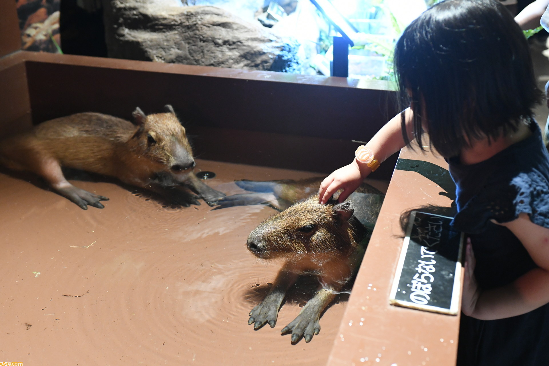 セガが 屋内型動物園 を運営する理由とは オービィ横浜でかわいい動物とふれあった 写真多数 ファミ通 Com セガが 屋内型動物園 を運営する理由とは オービィ横浜でかわいい動物とふれあった 写真多数 ファミ通 Com