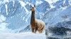 JC4_Llamas_In_Alpine_Nov8th_2pm_GMT