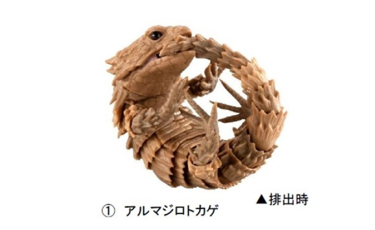 シロカジキ 角 特大 激レア！ シロカワカジキ 角 特大 激レア！