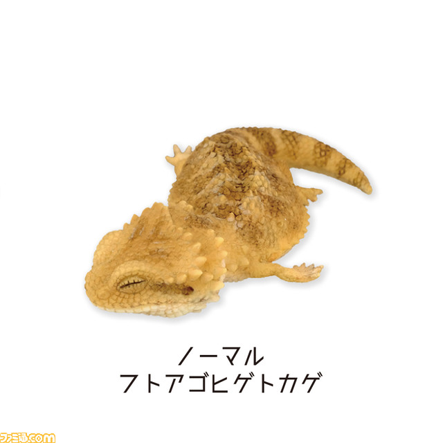 爬虫類の寝ている姿を再現したフィギュアカプセルトイが発売！ ラインアップはニシアフリカトカゲモドキ3匹とフトアゴヒゲトカゲ3匹の計6種