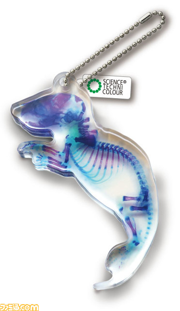 スルメイカやジャクソンカメレオンなど透明感あふれるアクリルマスコットがリニューアルして登場。3月24日より全国のカプセル自動販売機にて発売