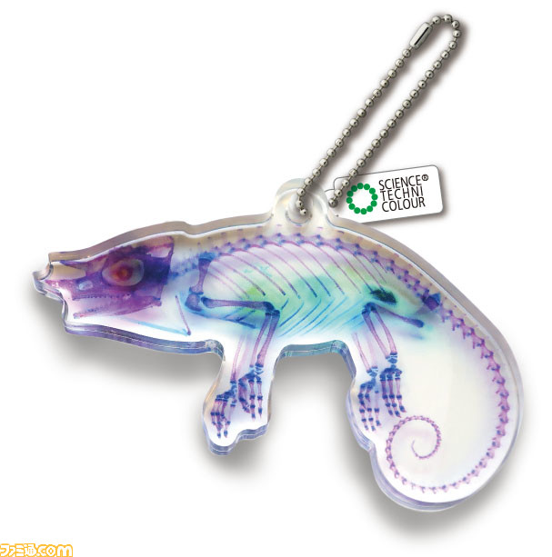 スルメイカやジャクソンカメレオンなど透明感あふれるアクリルマスコットがリニューアルして登場。3月24日より全国のカプセル自動販売機にて発売