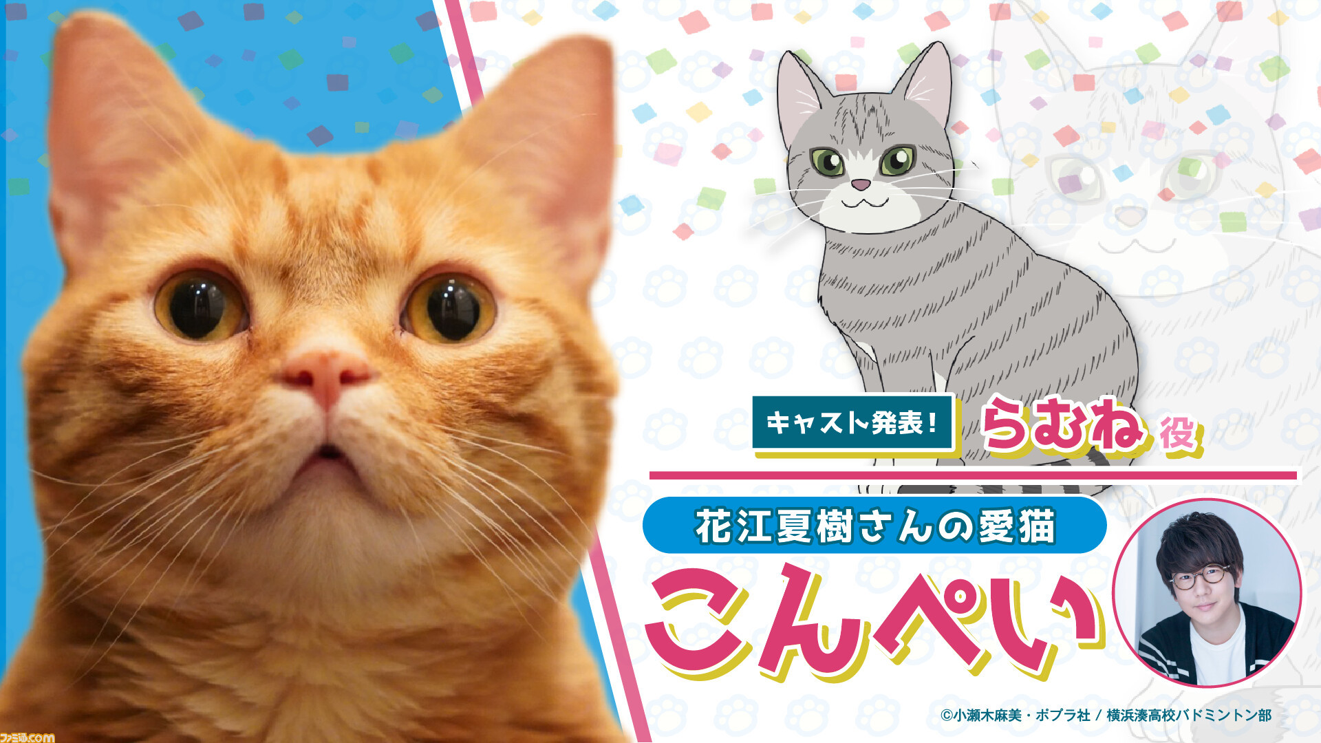 花江夏樹の愛猫こんぺいくん マンチカン が声優デビュー 青春バドミントンアニメ ラブオールプレー で家族共演 ゲーム エンタメ最新情報のファミ通 Com