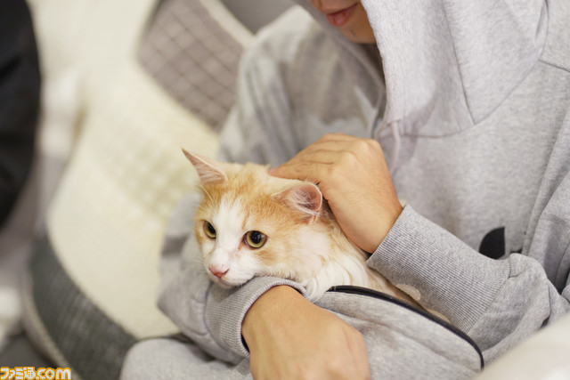 【世界猫の日】にゃんガルーパーカー2在庫入荷。猫が入れる大きなポケットを搭載したパーカーを着て、涼しい部屋で猫と一緒の幸せな時間を満喫しよう