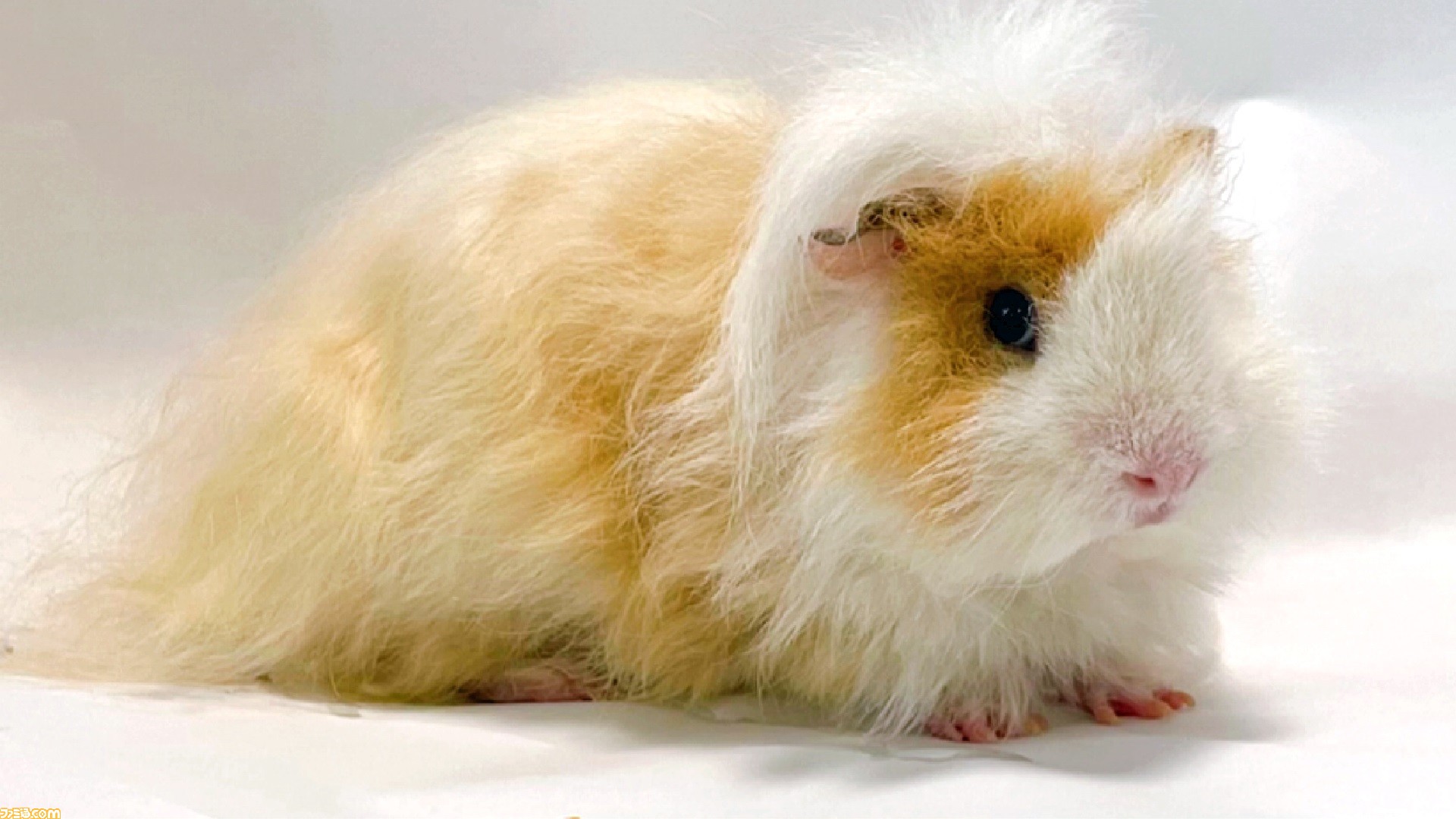 モルカー 2期 Driving School 新たなモルカー声優がメリノモルモットのパイムータンに決定 インタビュー映像ではファンへのメッセージも ゲーム エンタメ最新情報のファミ通 Com