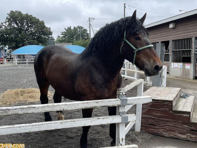 ウマ娘×帯広競馬場コラボイベントを現地取材。テイオーとゴルシが“ばんえい競馬”のふしぎを発見!?
