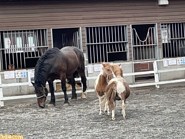 ウマ娘×帯広競馬場コラボイベントを現地取材。テイオーとゴルシが“ばんえい競馬”のふしぎを発見!?