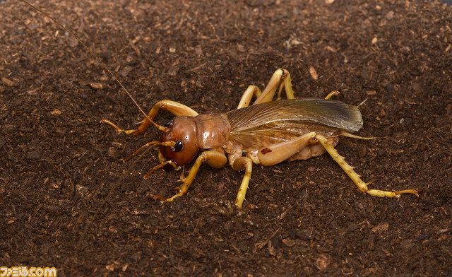 『ムシキング』カブト&クワガタふれあいイベントとのコラボが7月より開催。歴代カード展示や、ヘラクレスオオカブトとの特別ふれあいコーナーが登場