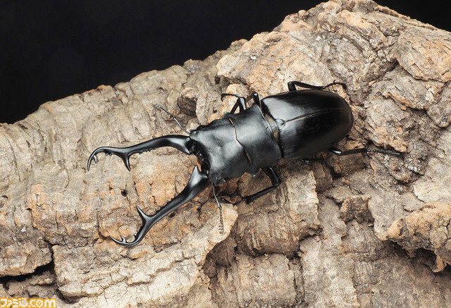 『ムシキング』カブト&クワガタふれあいイベントとのコラボが7月より開催。歴代カード展示や、ヘラクレスオオカブトとの特別ふれあいコーナーが登場