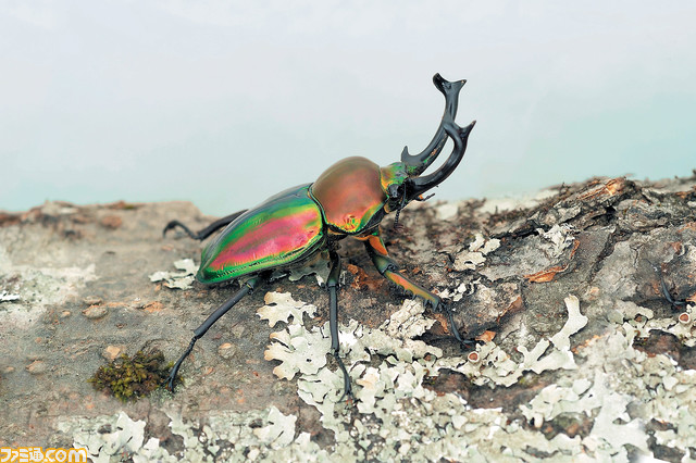 『ムシキング』カブト&クワガタふれあいイベントとのコラボが7月より開催。歴代カード展示や、ヘラクレスオオカブトとの特別ふれあいコーナーが登場