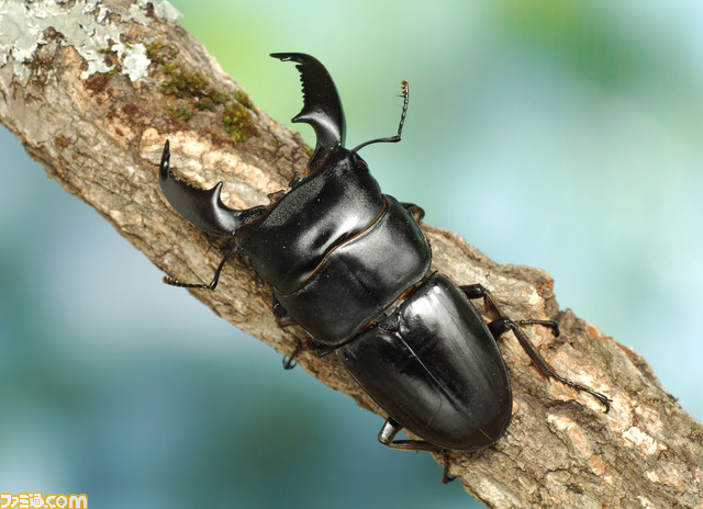 『ムシキング』カブト&クワガタふれあいイベントとのコラボが7月より開催。歴代カード展示や、ヘラクレスオオカブトとの特別ふれあいコーナーが登場